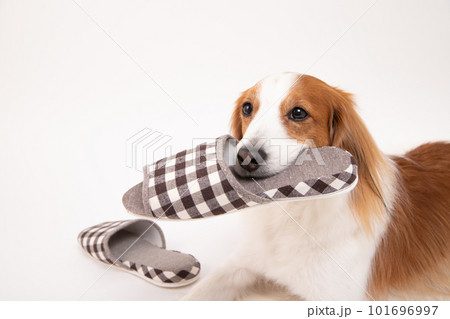 飼い主のスリッパをくわえてイタズラしているコーイケルホンディエ 101696997