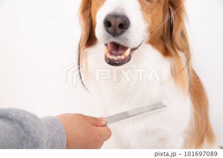 くしで愛犬の毛をブラッシングをして整えている様子 くしで愛犬の毛をブラッシングをして整えている様子 101697089