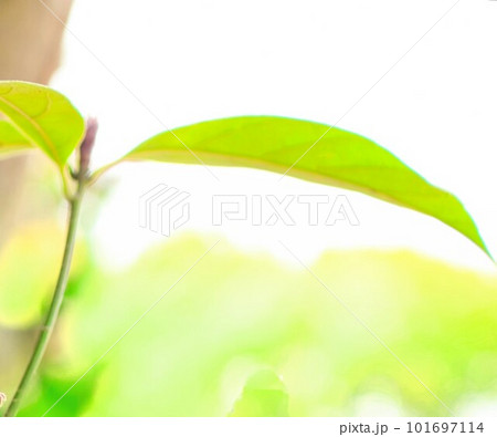 芽吹いて間もない、小さな若葉 101697114