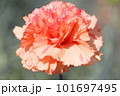ピンクのカーネーション 101697495