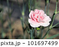 ピンクのカーネーション 101697499