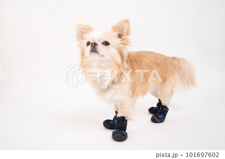 犬用の靴を履いて立っているクリーム色のチワワ 101697602