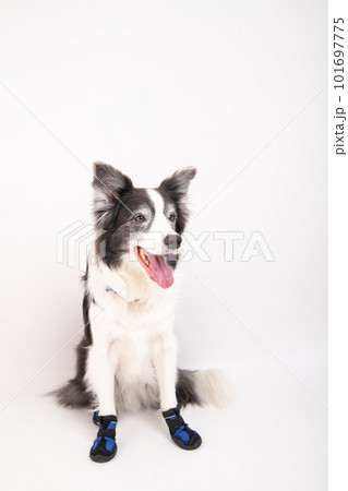 犬用の靴を履いて嬉しそうにお出かけ待ちをするボーダーコリー 101697775