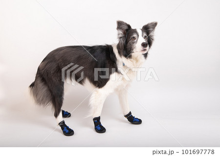 犬用の靴を履いて嬉しそうにお出かけ待ちをするボーダーコリー 101697778