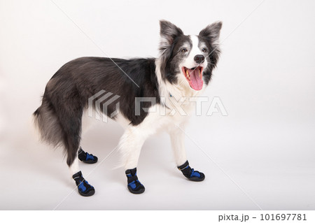 犬用の靴を履いて嬉しそうにお出かけ待ちをするボーダーコリー 犬用の靴を履いて嬉しそうにお出かけ待ちをするボーダーコリー 101697781