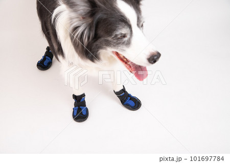 犬用の靴を履いて嬉しそうにお出かけ待ちをするボーダーコリー 犬用の靴を履いて嬉しそうにお出かけ待ちをするボーダーコリー 101697784
