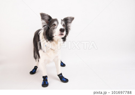 犬用の靴を履いて嬉しそうにお出かけ待ちをするボーダーコリー 犬用の靴を履いて嬉しそうにお出かけ待ちをするボーダーコリー 101697788