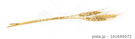 Dry rye spikelets isolated Dry rye spikelets isolated 101698072