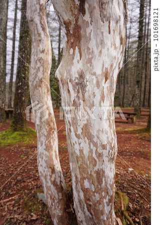 幹がまだら模様になる「リョウブ」の幹の樹皮 101698121