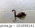 湖で泳ぐ黒鳥 101698141