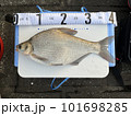 2009年に確認された中国原産の外来魚ダントウボウ（団頭魴・武昌魚） 101698285