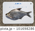 2009年に確認された中国原産の外来魚ダントウボウ（団頭魴・武昌魚） 101698286