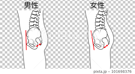 男女の骨盤比較 側面 ガイドありのイラスト素材 [101698376] - PIXTA