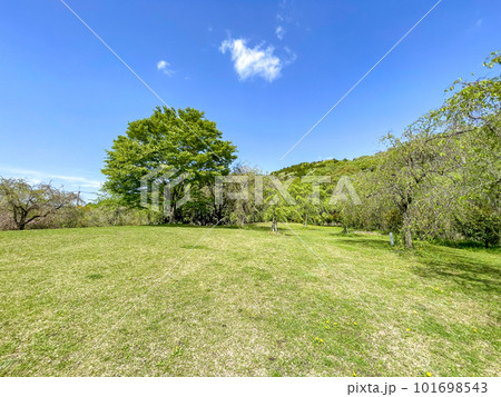 新緑が美しい春の公園 101698543