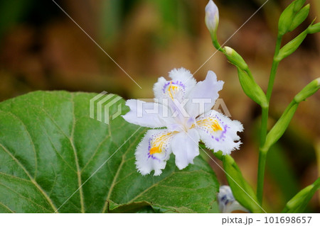 薄紫のシャガの花　1 101698657