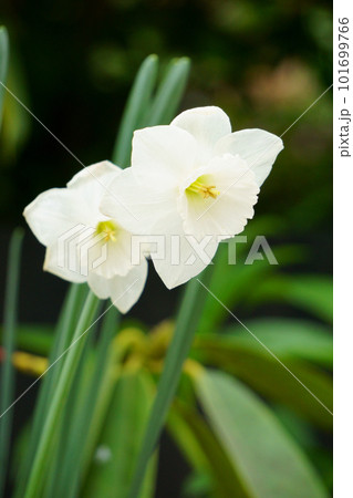 白い水仙の花 白い水仙の花 101699766