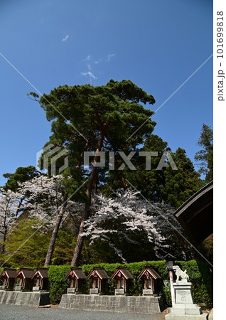 春の盛岡八幡宮 春の盛岡八幡宮 101699818