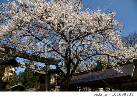 春の盛岡八幡宮 101699835
