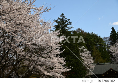 春の岩手護国神社 春の岩手護国神社 101700162