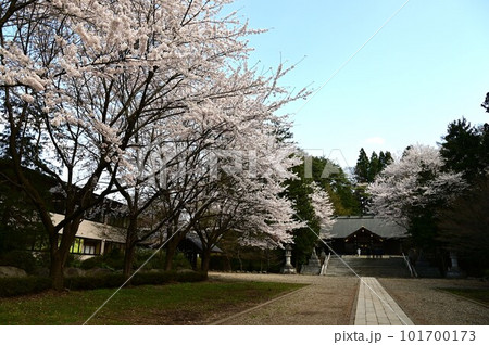 春の岩手護国神社 春の岩手護国神社 101700173