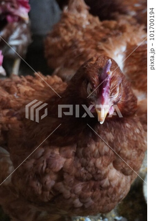 鶏の可愛い顔 鶏の可愛い顔 101700194