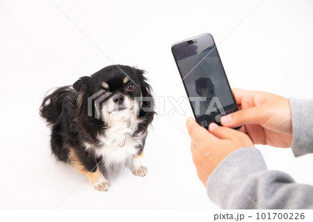 携帯で撮影中、目線を合わせて良い子に待つチワワ 101700226