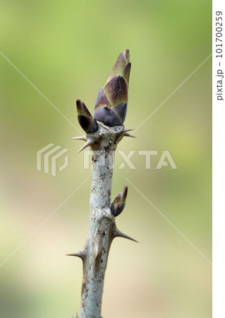 卵状円錐形の頂芽を出すハリギリ 卵状円錐形の頂芽を出すハリギリ 101700259