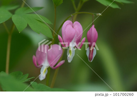 枝垂れた茎にハートの形をしたタイツリソウ 101700260