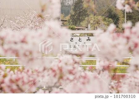 春桜が綺麗な小湊鉄道の里美駅の風景 春桜が綺麗な小湊鉄道の里美駅の風景 101700310