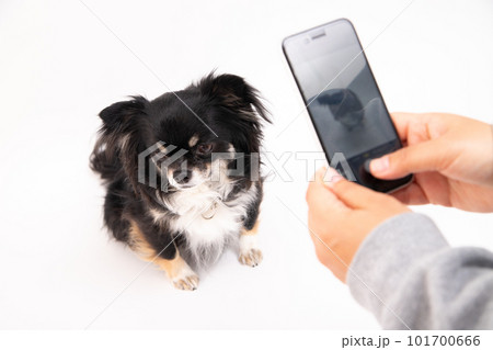 カメラを向けると顔を背ける黒いチワワ 101700666