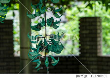 ヒスイカズラ　神秘的なヒスイカズラ 101700800