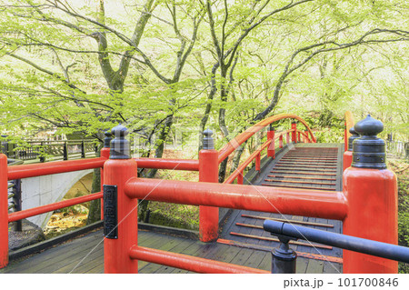 伊香保温泉 河鹿橋 新緑 伊香保温泉 河鹿橋 新緑 101700846