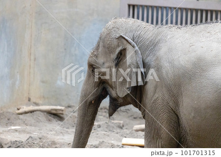 札幌 円山動物園 象 札幌 円山動物園 象 101701315