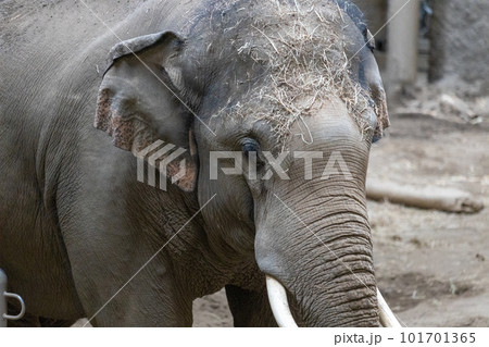 札幌 円山動物園 象 札幌 円山動物園 象 101701365