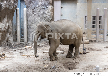 札幌　円山動物園　象 101701396