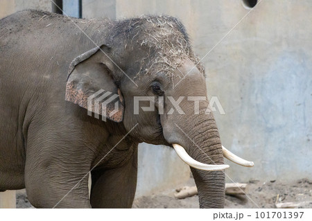 札幌　円山動物園　象 101701397