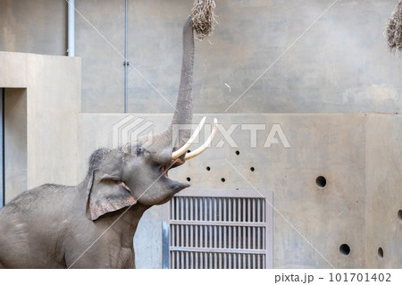札幌 円山動物園 象 札幌 円山動物園 象 101701402
