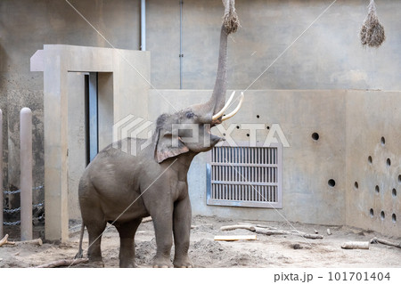 札幌 円山動物園 象 札幌 円山動物園 象 101701404