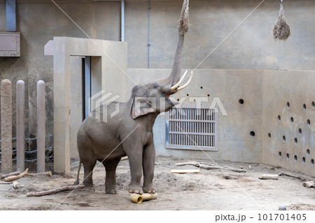 札幌　円山動物園　象 101701405