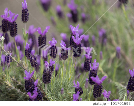 植物園に咲くフレンチラベンダー 101701692
