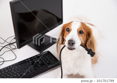 パソコンの電源コードをくわえているコーイケルホンディエ パソコンの電源コードをくわえているコーイケルホンディエ 101701799