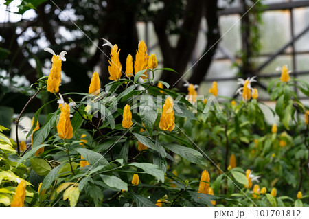 パキスタキス　 ルテア　ウコンサンゴバナ　黄色い花 101701812