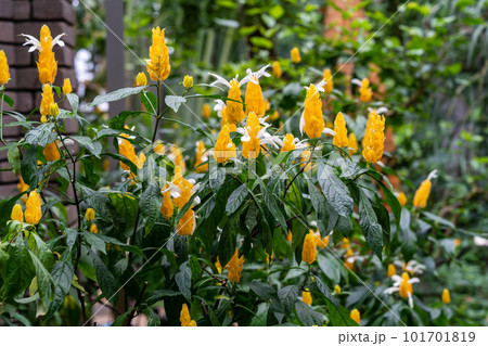 パキスタキス  ルテア ウコンサンゴバナ 黄色い花 パキスタキス  ルテア ウコンサンゴバナ 黄色い花 101701819