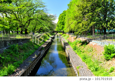善福寺川緑地／天王橋／善福寺川より上流方向を望む(東京都杉並区)【2023.4】 101701910
