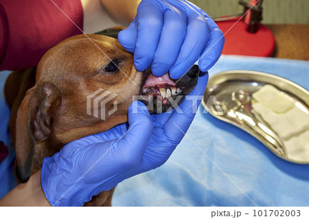 Examination of a dog's teeth at a veterinary clinic 101702003