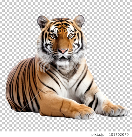 Tiger isolated on white background. Transparent use for T shirt screen, fabric , print, cover, banner and invitation. 101702079