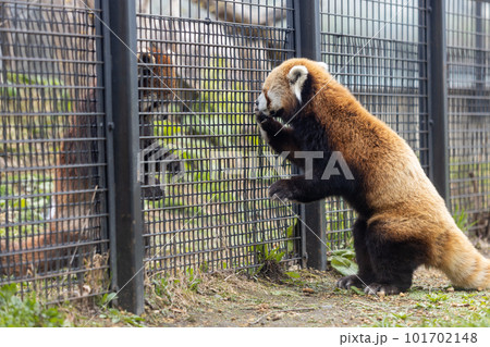 札幌 円山動物園 レッサーパンダ 札幌 円山動物園 レッサーパンダ 101702148