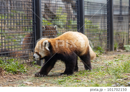 札幌 円山動物園 レッサーパンダ 札幌 円山動物園 レッサーパンダ 101702150