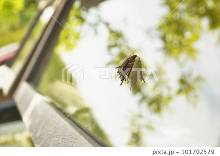 窓を登るミノムシ 101702529