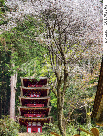 満開の桜が咲く春の室生寺 満開の桜が咲く春の室生寺 101702565